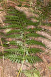 Log fern 